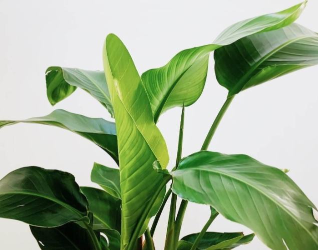 天堂鳥養護方法