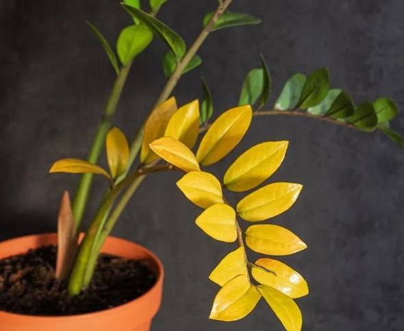 金钱树配土方法