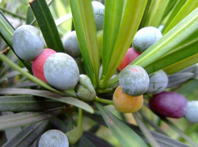 罗汉松养护方法