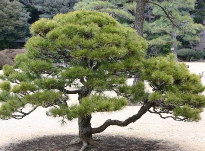 松樹介殼蟲症狀