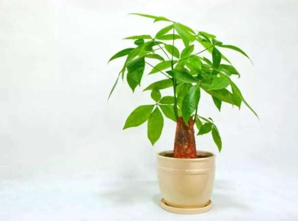 金钱树室外养护