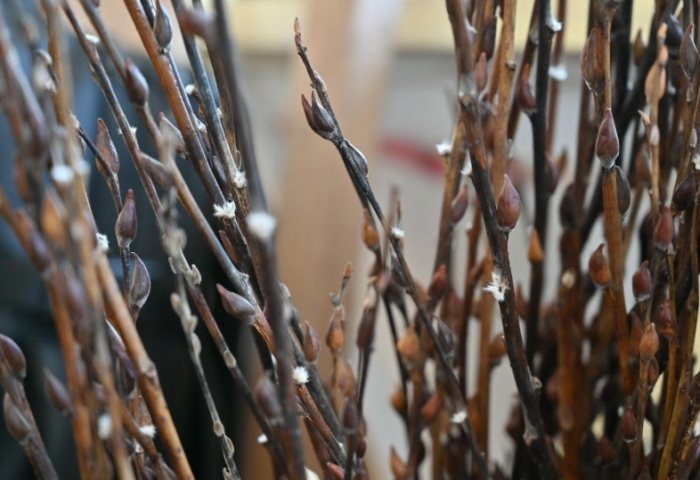 銀柳養護常見問題