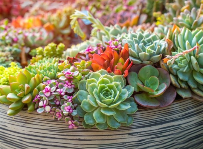 多肉植物軟趴趴處理