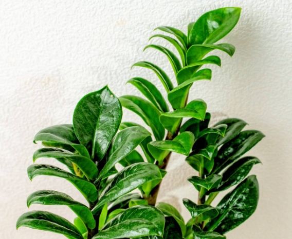 金璽金錢樹養護