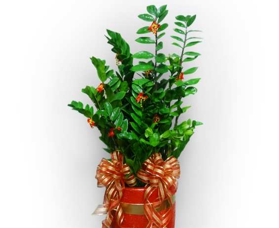 黑色金錢樹風水