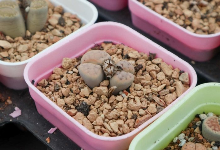 石蓮花繁殖技巧 石蓮花繁殖技巧