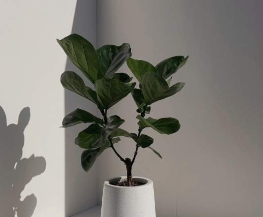 室內植物葉片光澤