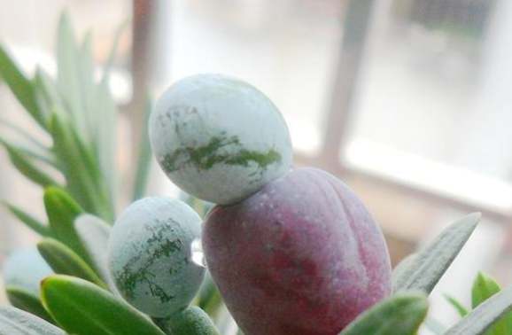 罗汉松种子价格