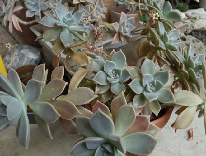 多肉植物分株 多肉植物分株