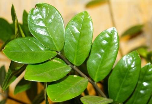 金錢樹照顧方法