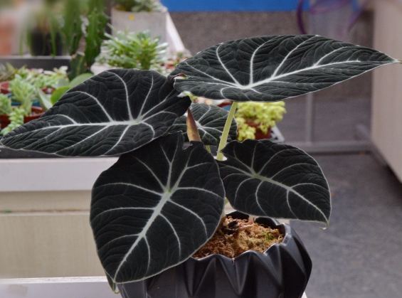 黑絲絨觀音蓮養護