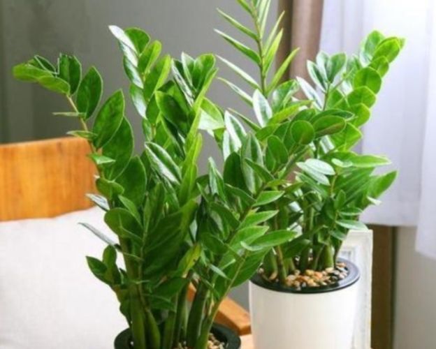 金钱树放室外注意事项