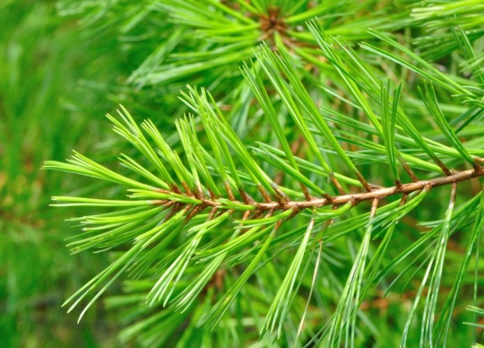 松樹介殼蟲防治