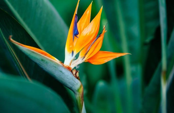 天堂鳥養護方法 天堂鳥養護方法