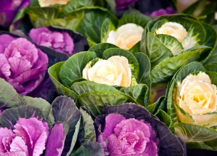 葉牡丹花期管理 葉牡丹花期管理