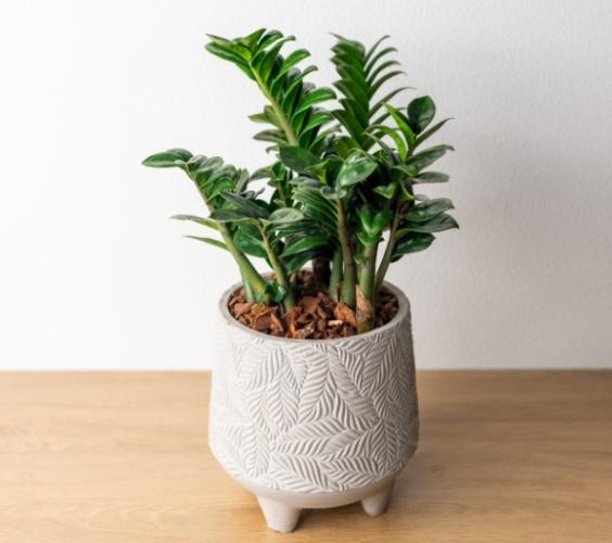 金璽植物養護