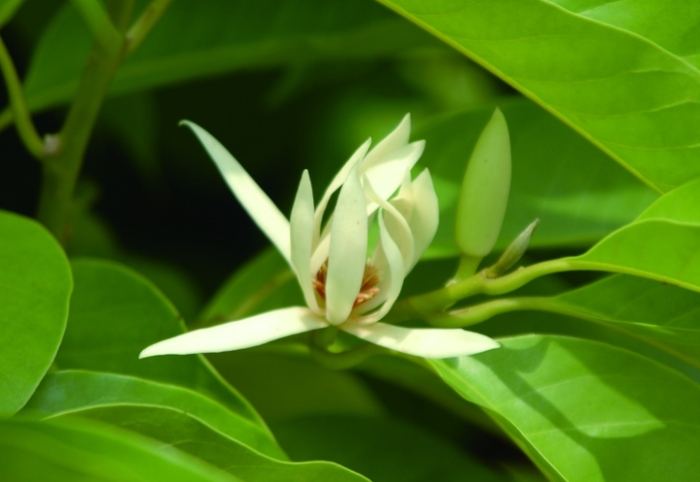 玉蘭花種多久開花