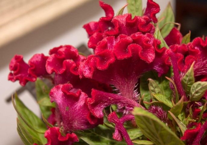 雞冠花種植方法