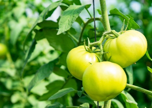 番茄種子發芽時間 番茄種子發芽時間