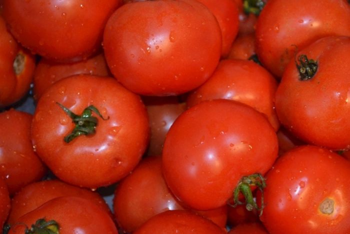 番茄樹病蟲害防治