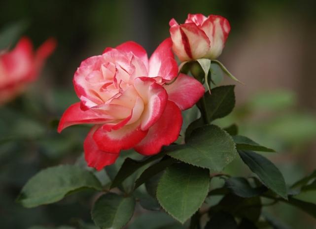 玫瑰葉子變黃原因