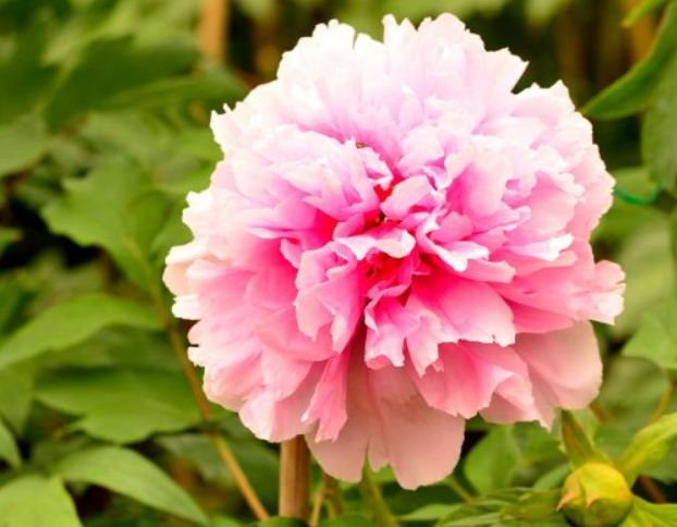 多肉植物澆水技巧