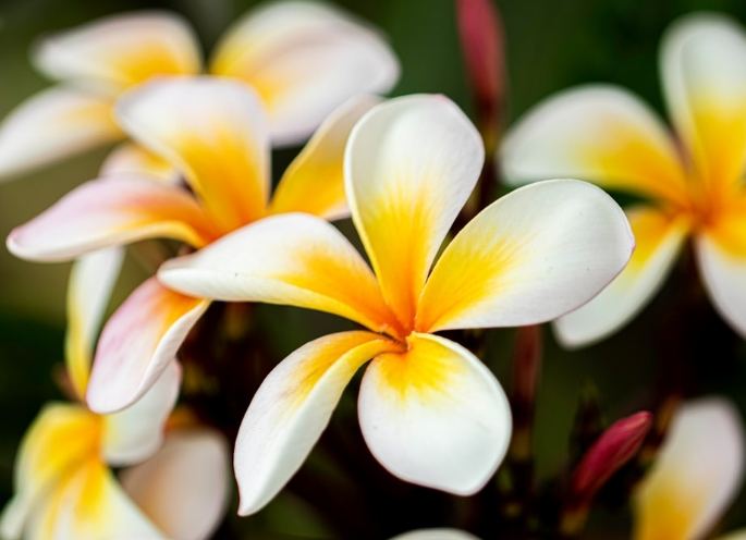 矮種雞蛋花盆栽