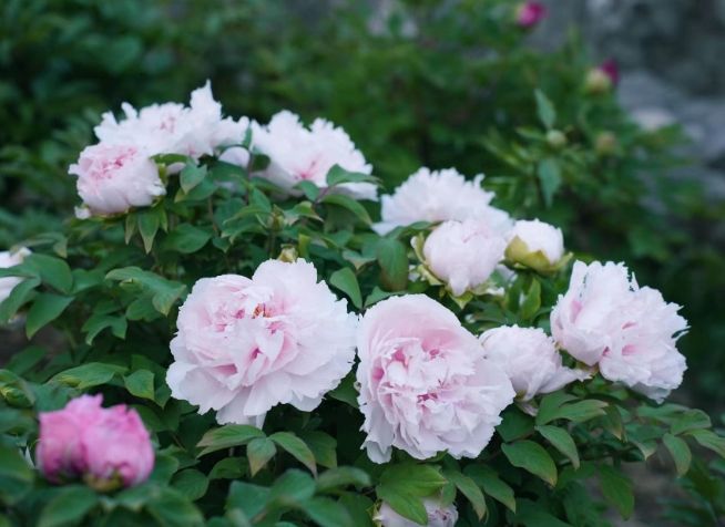 松葉牡丹播種方法