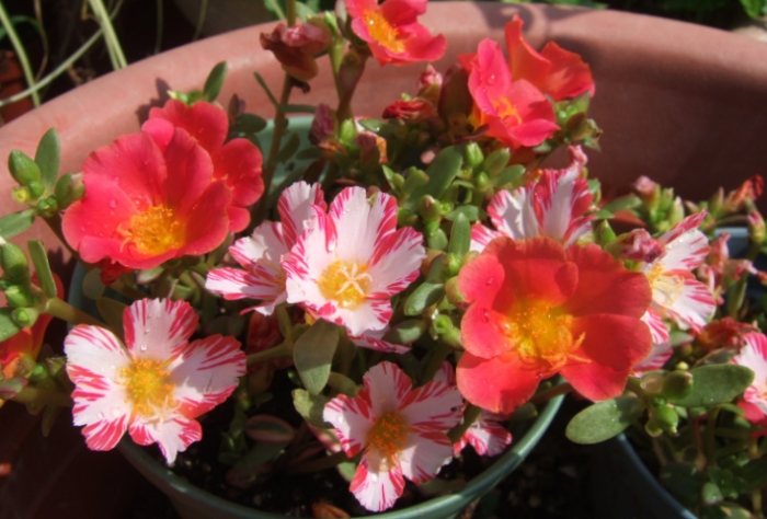 松葉牡丹養護技巧