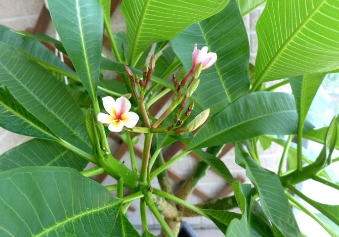 預防雞蛋花徒長 預防雞蛋花徒長