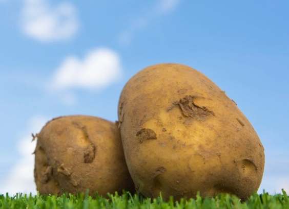 馬鈴薯植物照顧