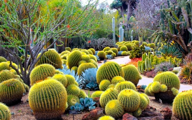 仙人掌澆水頻率