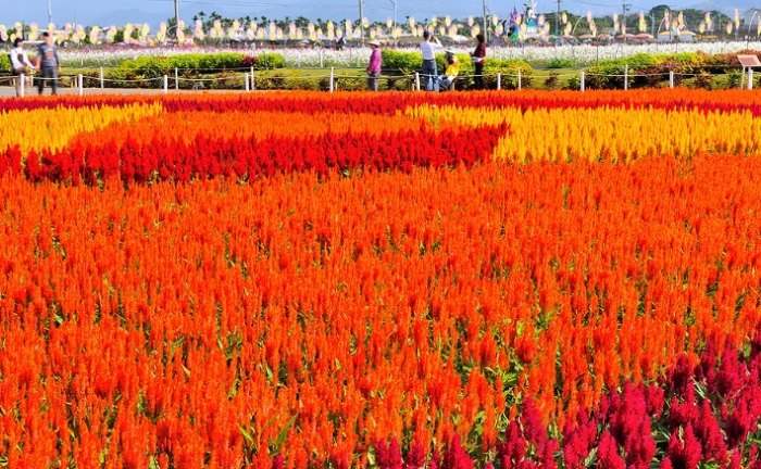 羽狀雞冠花照顧