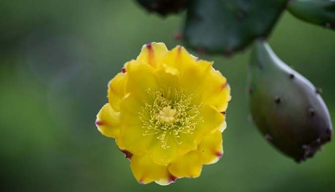 仙人掌變軟處理