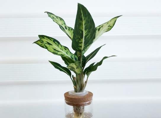 萬年青修剪方法