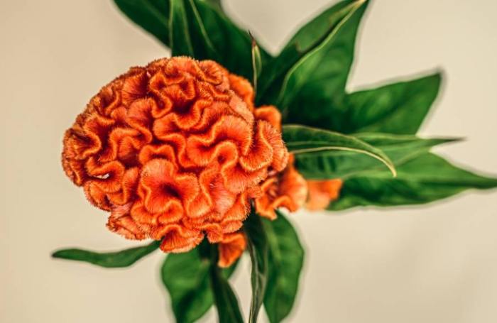 雞冠花栽培技巧