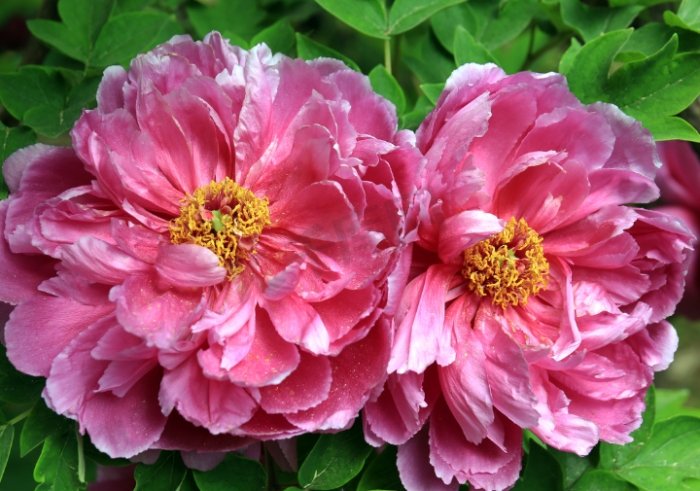 牡丹根塊發芽時間