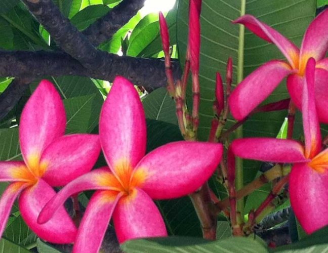 雞蛋花肥料推薦