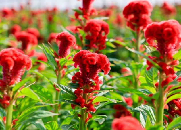 雞冠花養護技巧 雞冠花養護技巧