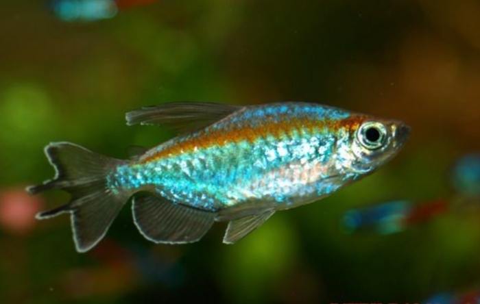 綠色觀賞魚品種