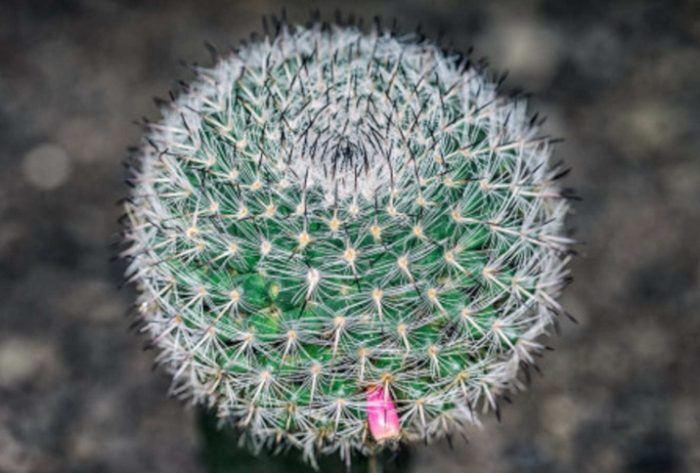 仙人掌肥料推薦