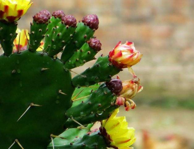 仙人掌爛根症狀