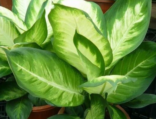 萬年青養護技巧