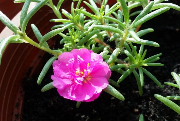 松葉牡丹養護技巧