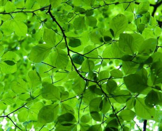 葉子尖端變黑處理 葉子尖端變黑處理