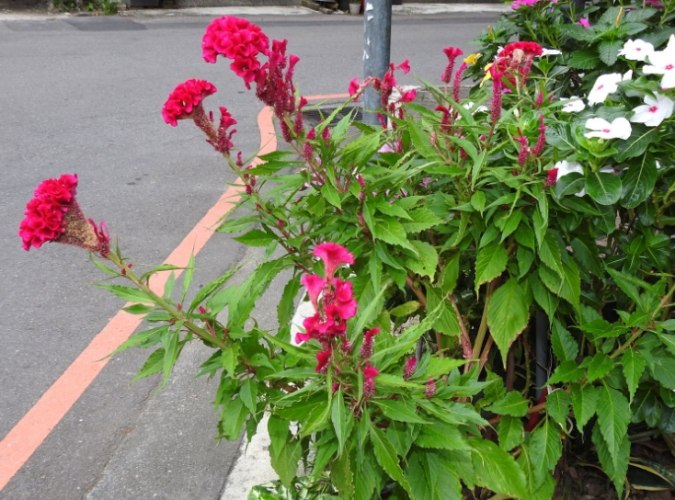 雞冠花栽培技巧