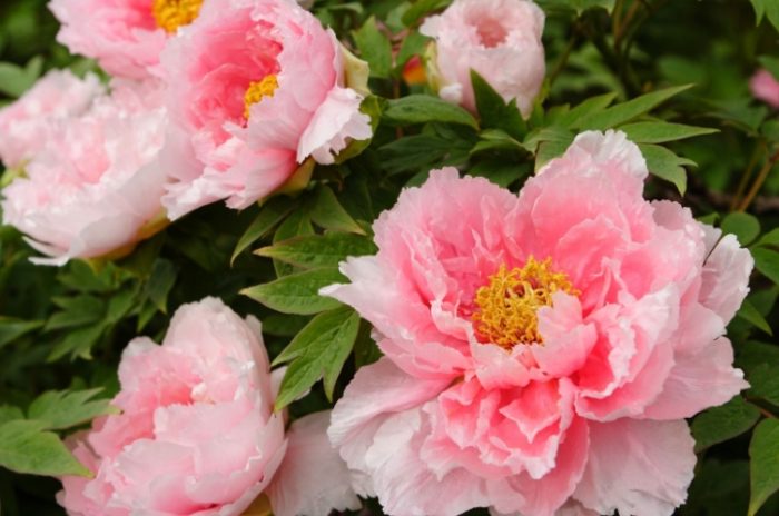 多肉植物澆水技巧