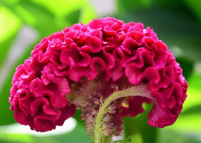 雞冠花枯萎原因 雞冠花枯萎原因