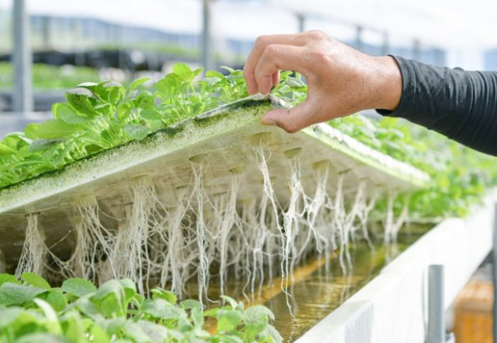黃金葛水耕營養