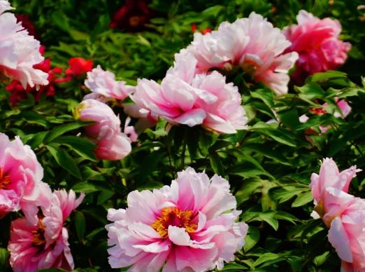 牡丹種子發芽方法